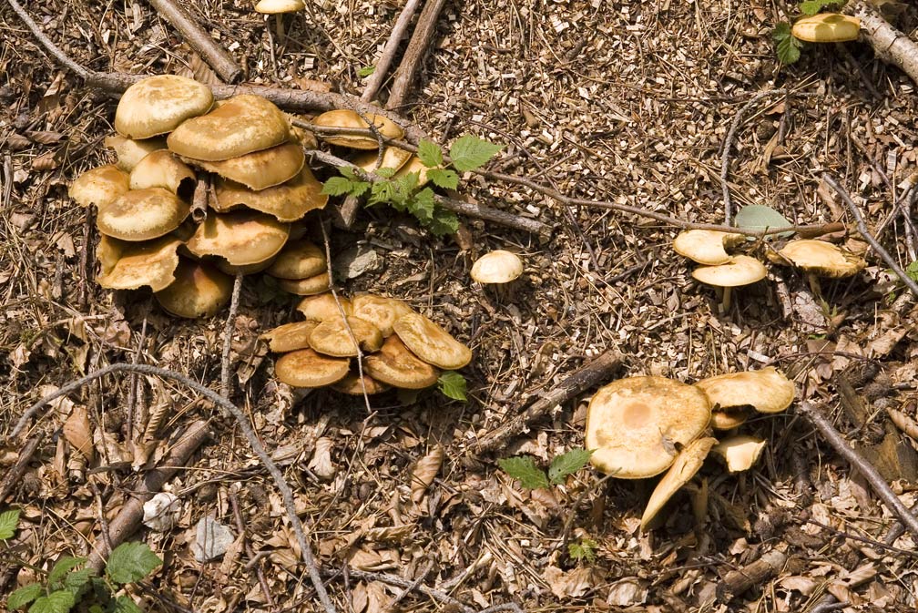 Funghi lamellati